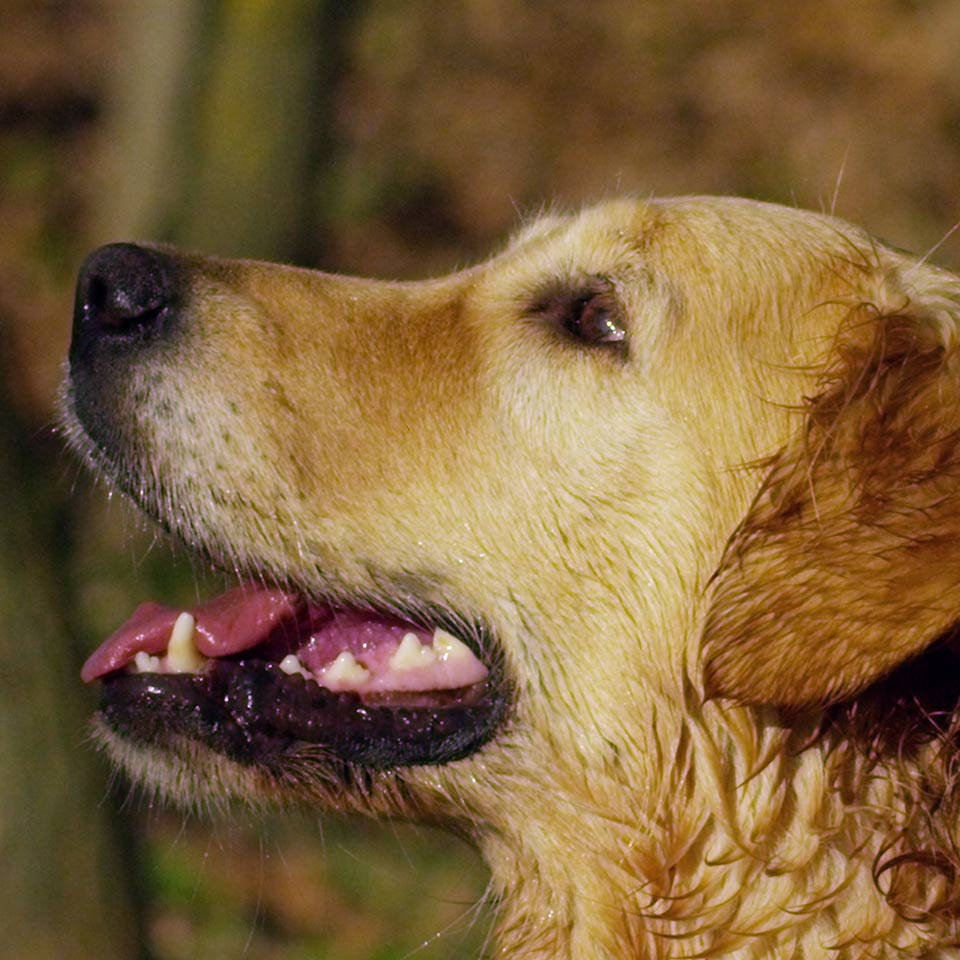 Perchè con i cani è meglio usare il rinforzo positivo