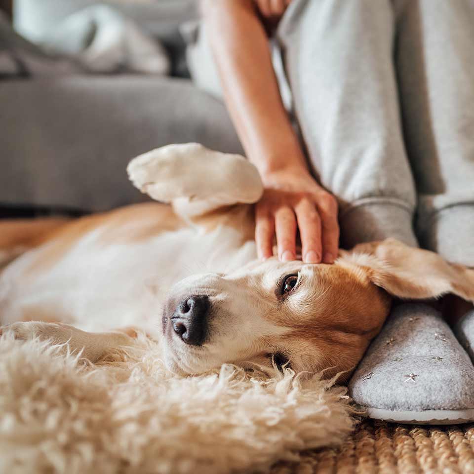 E’ vero che i cani sono fatti dai proprietari?