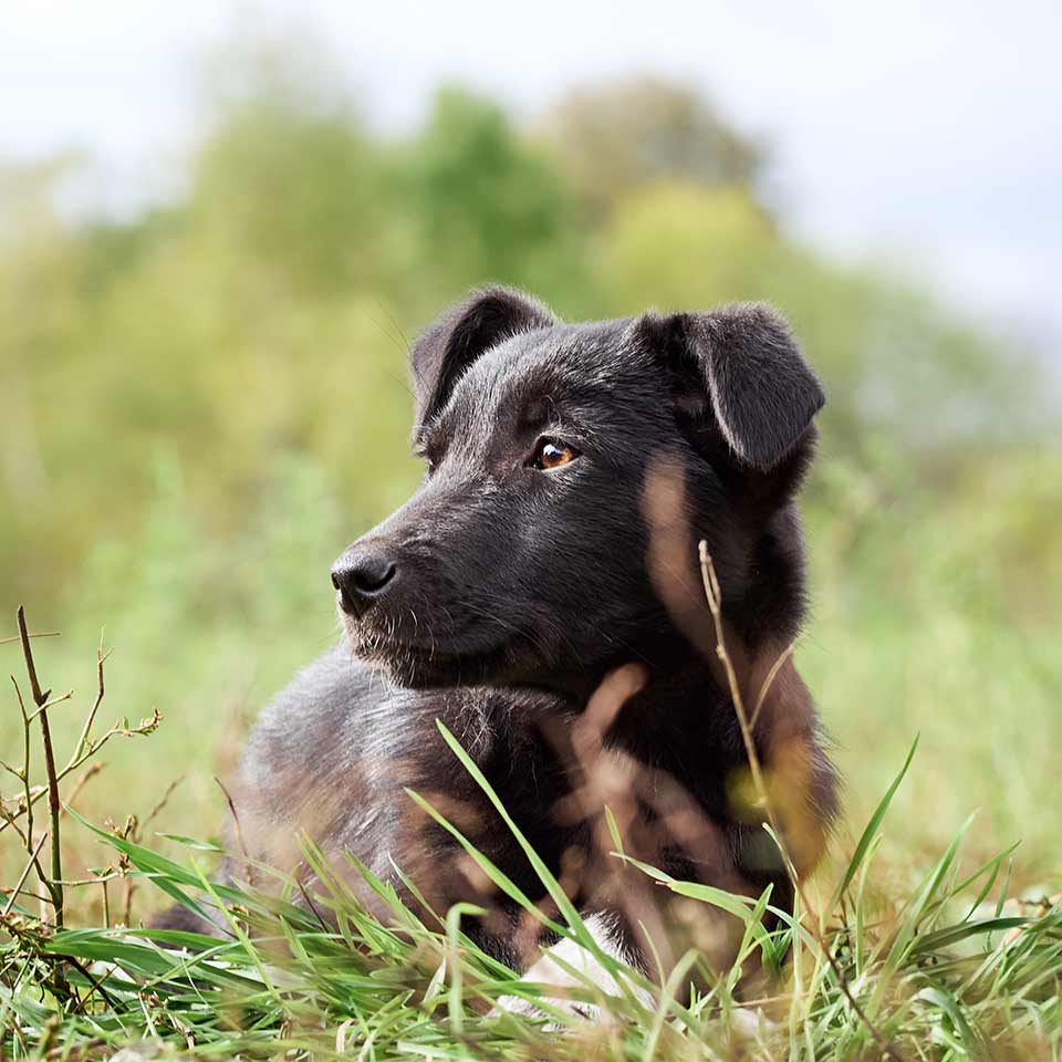 Un fenomeno fantastico: I cani si sincronizzano con i loro proprietari