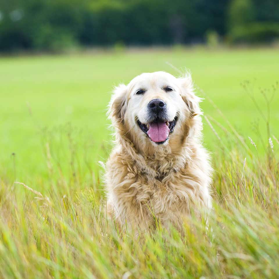 I cani capiscono le conseguenze delle loro azioni?