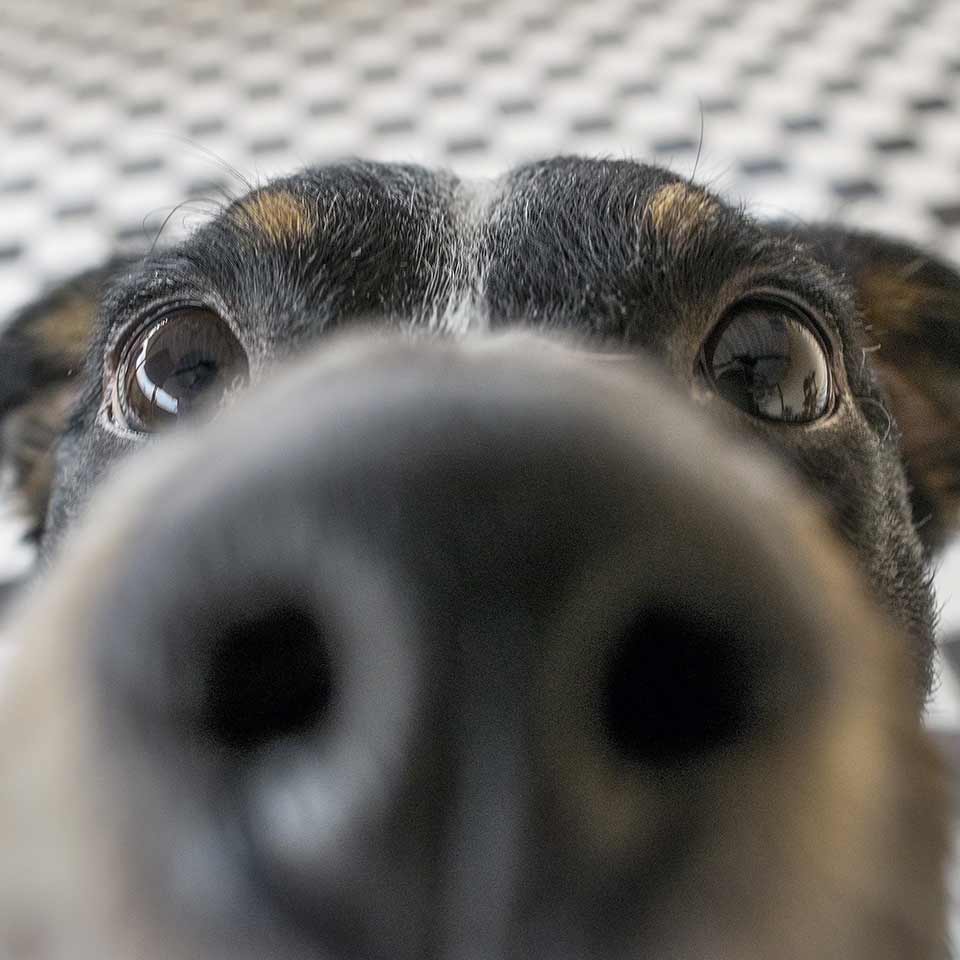 Il valore dello sguardo nella relazione con il cane