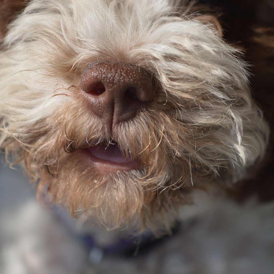 I cani e sentimenti degli umani: l’odore della paura