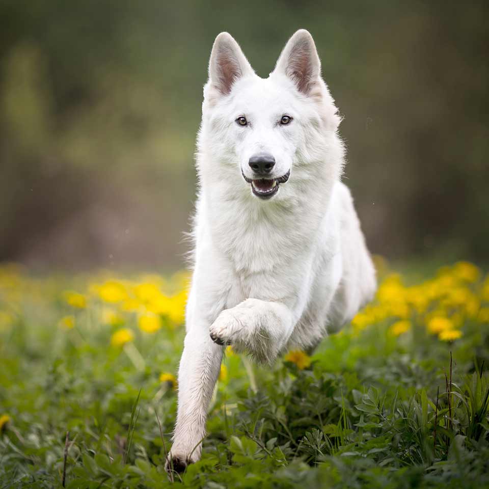 Come insegnare il richiamo al cane in modo facile e veloce