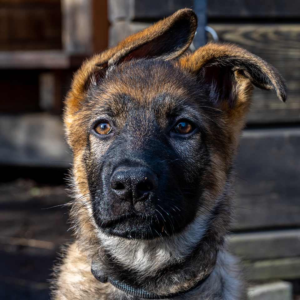 Il mio cane capisce solo quello che vuole