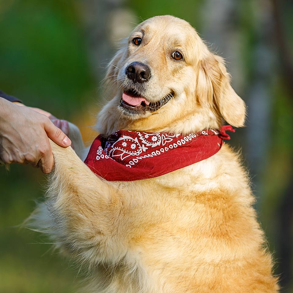 I cani hanno bisogno di regole, chiarezza e coerenza