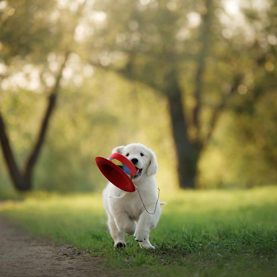 Perchè il cane non risponde al richiamo e come risolvere