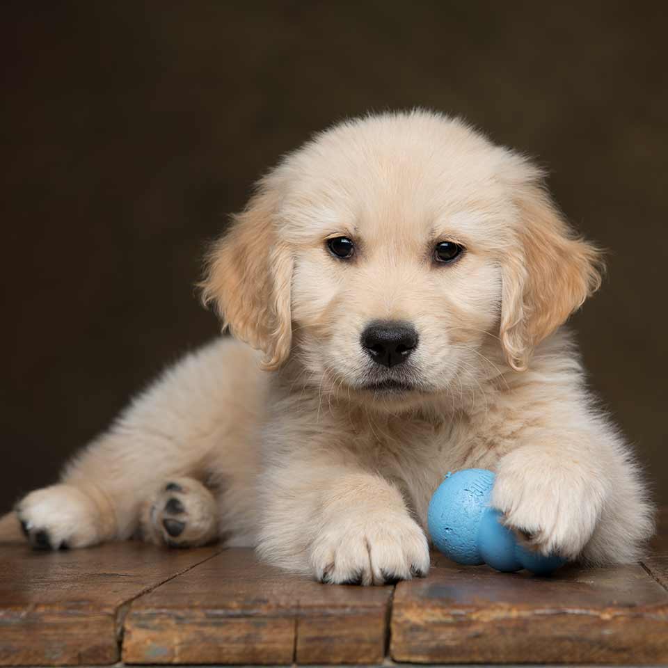 Come gestire al meglio il cucciolo di cane