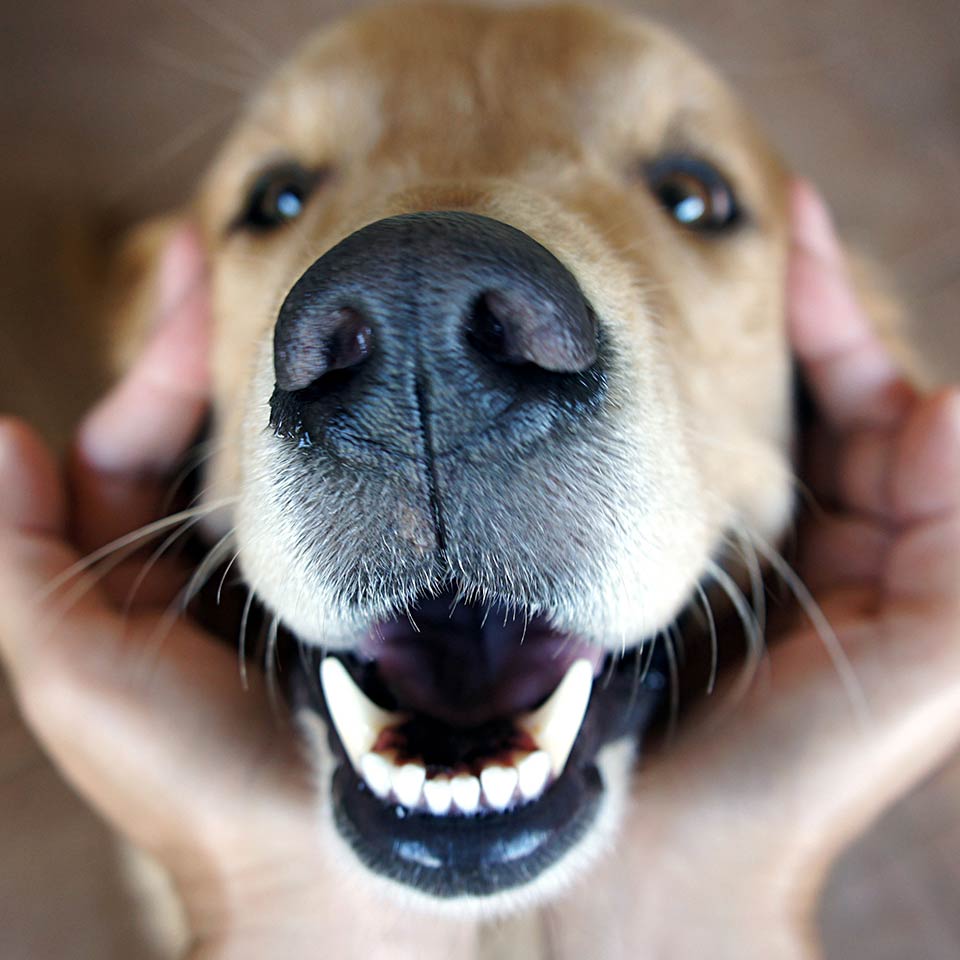 Anche nei cani c’è una correlazione tra la salute orale e il declino cognitivo