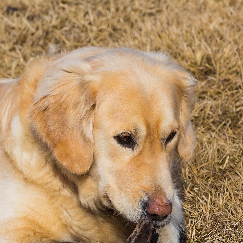 Sto pensando di prendere un altro cane