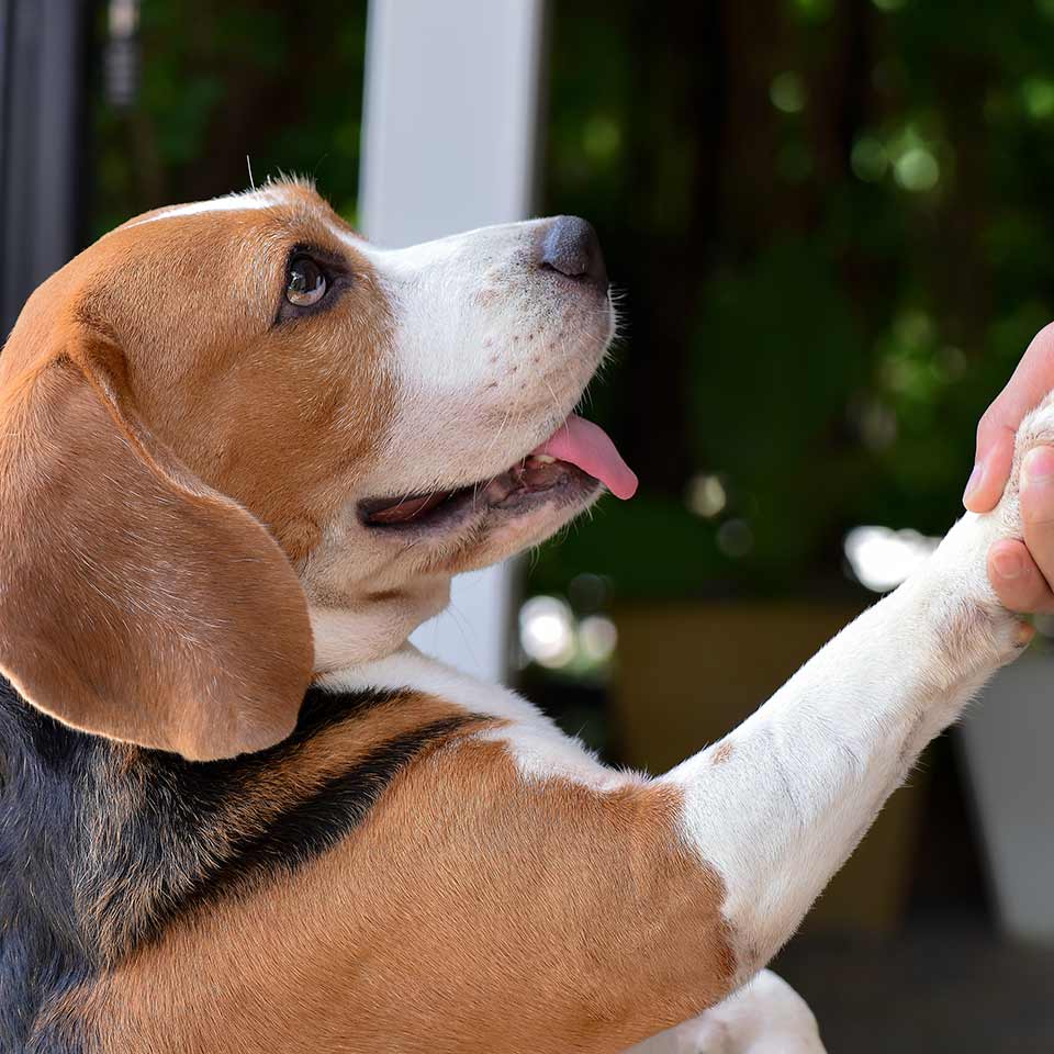 Per i cani le espressioni del viso degli umani sono molto importanti