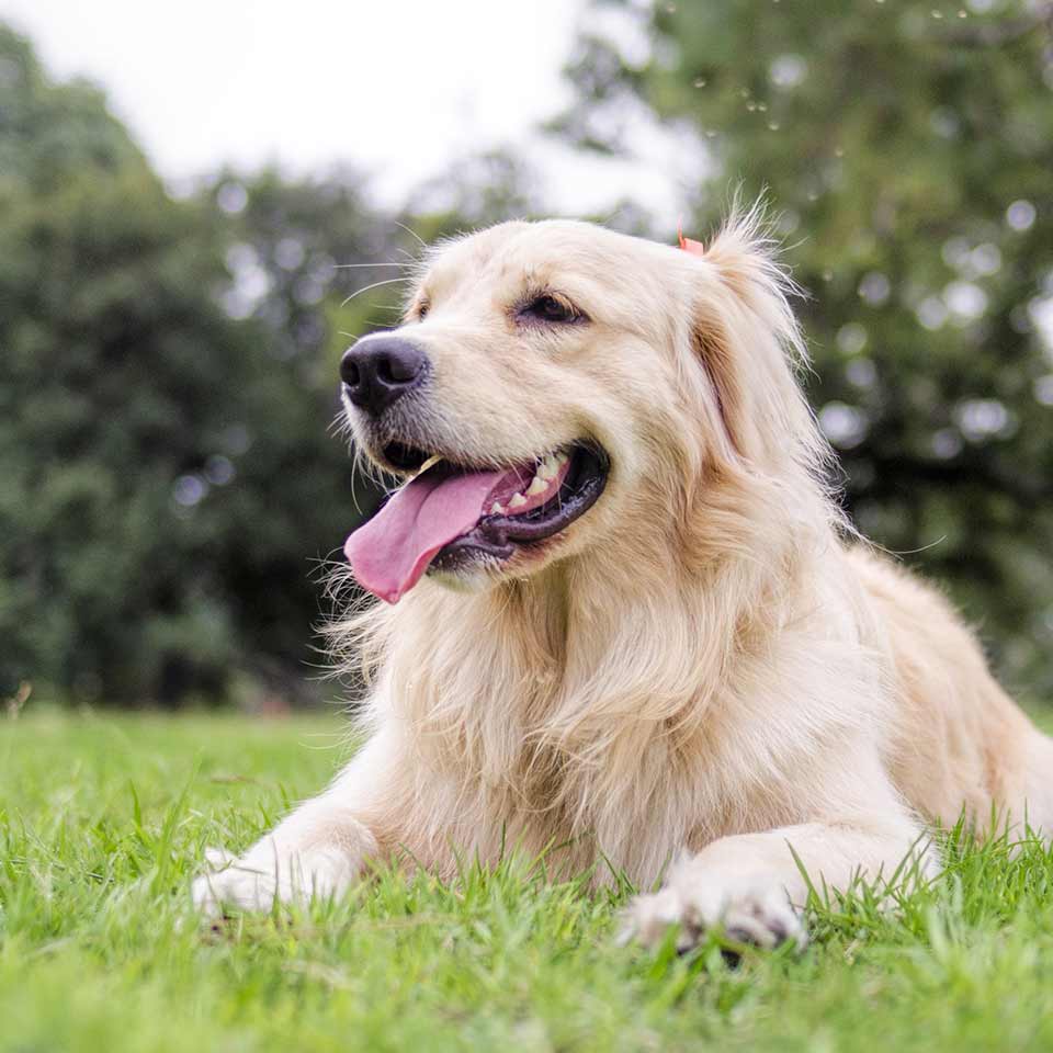 Come creare una vita felice con e per il cane