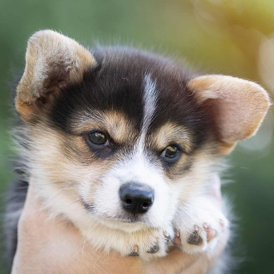 Il posto del Cane nella relazione umano-canina