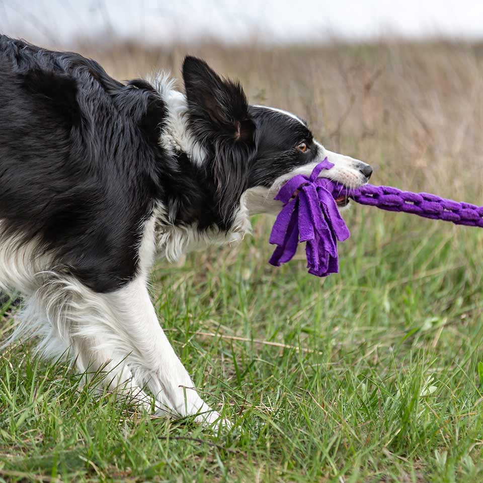 Il tira e molla è un bel gioco per i cani, ecco perchè