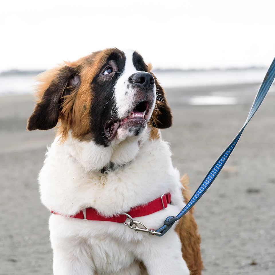 Per quanto tempo bisogna portare fuori il cane