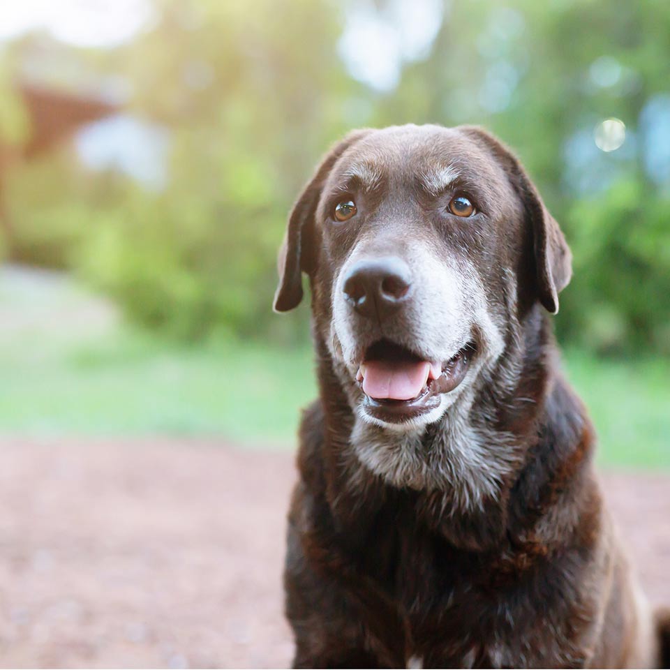 Come funziona la memoria dei cani anziani