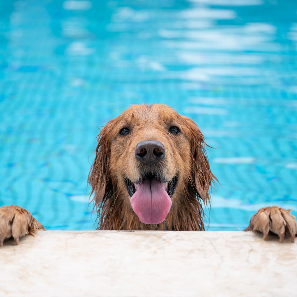 Quando il problema non è il cane ma i proprietari