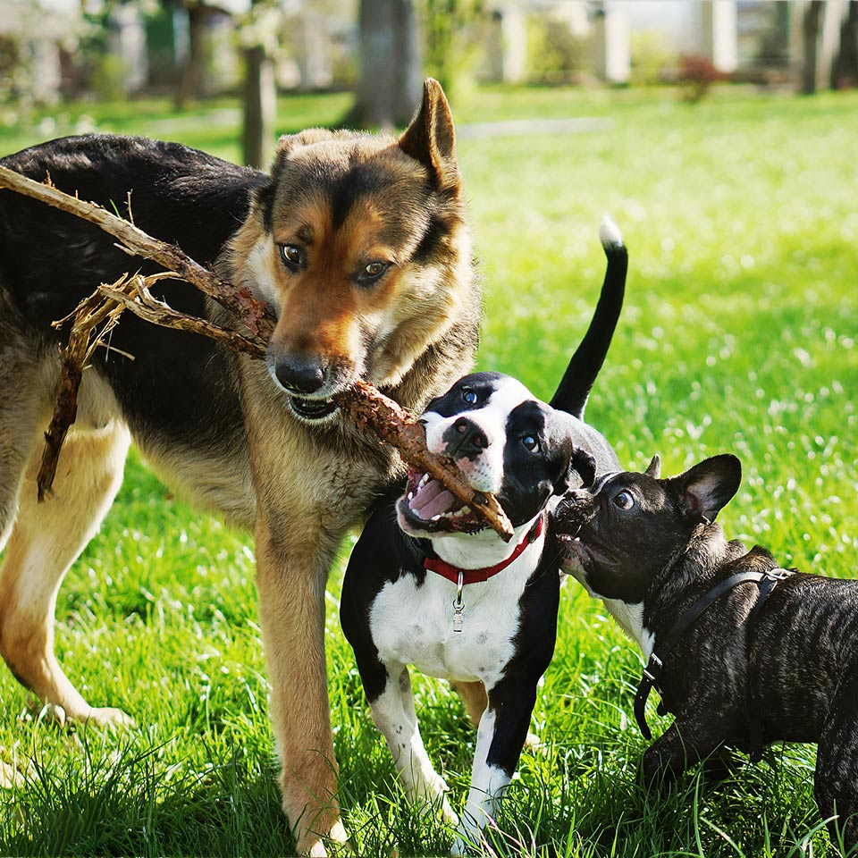 E’ raro che i cani si arrabbino veramente