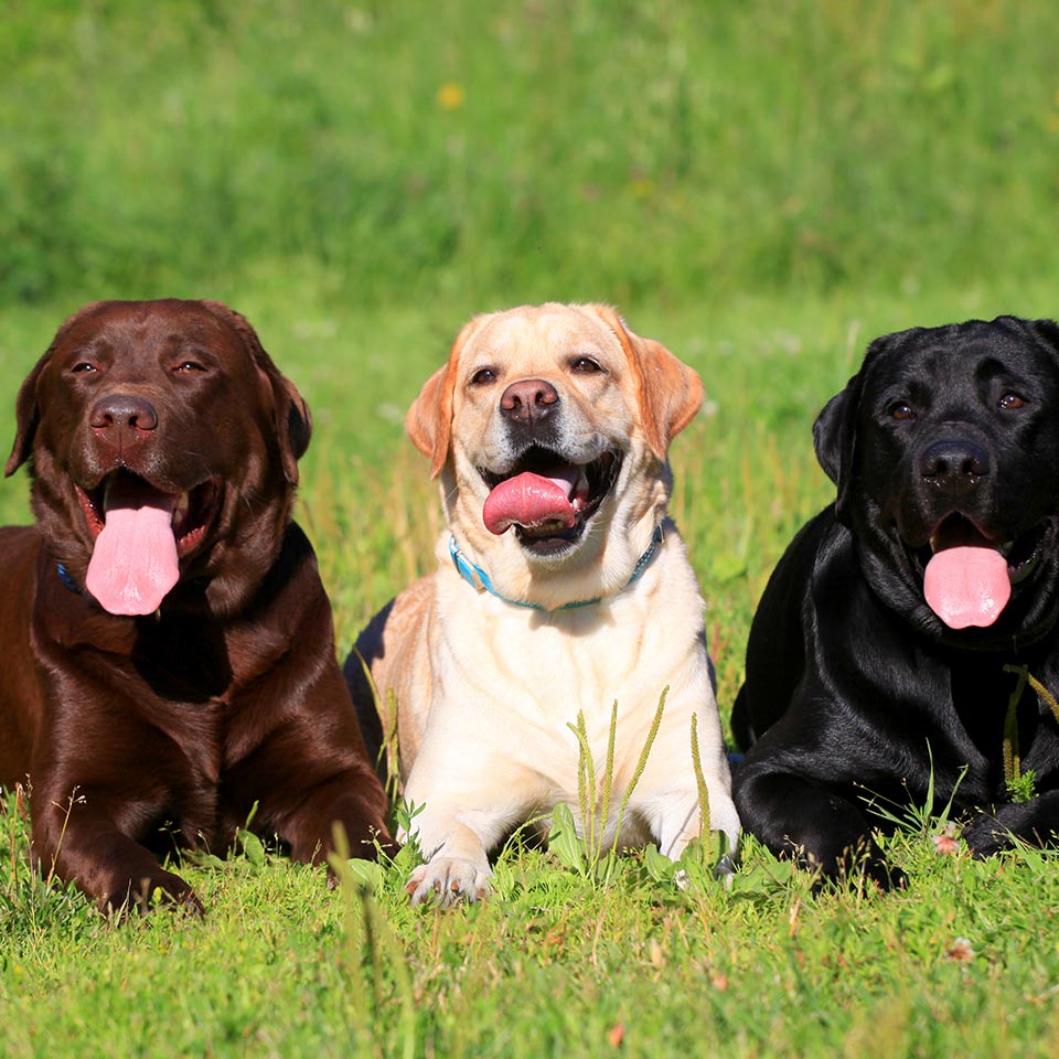 Labrador giallo, nero o chocolate: la differenza non è solo nell’aspetto