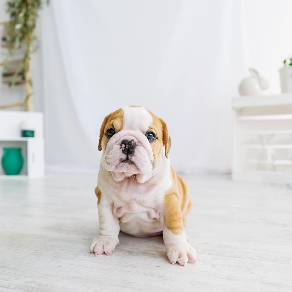 Pensa veramente bene prima di prendere il cane