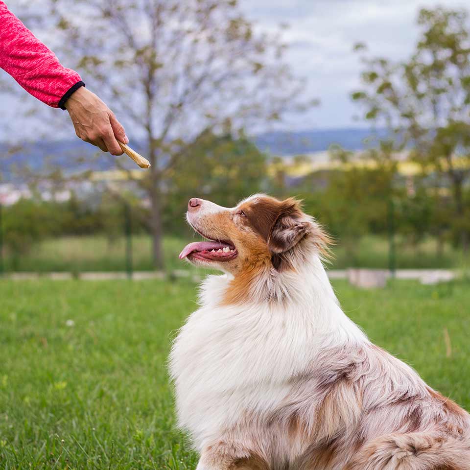 Il cibo come rinforzo nell’educazione del cane