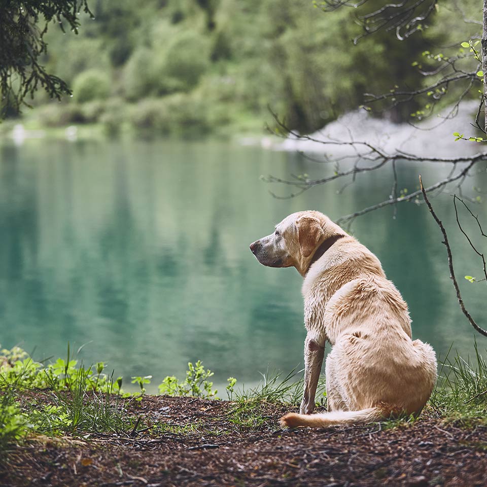 L’Alzheimer dei cani: la sindrome da disfunzione cognitiva