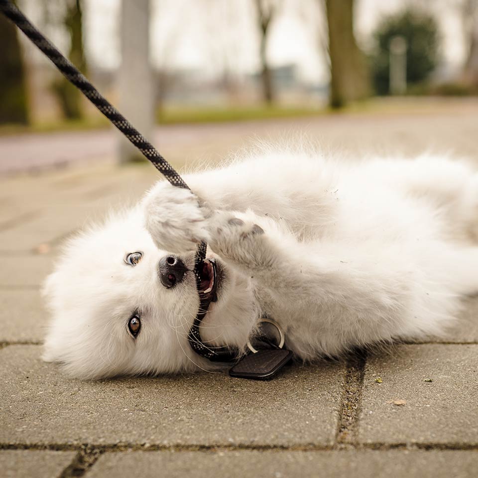 Perchè il cucciolo non vuole camminare e come risolvere