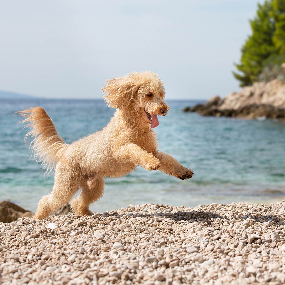 Riconoscere e gestire l’ipertiroidismo nei cani