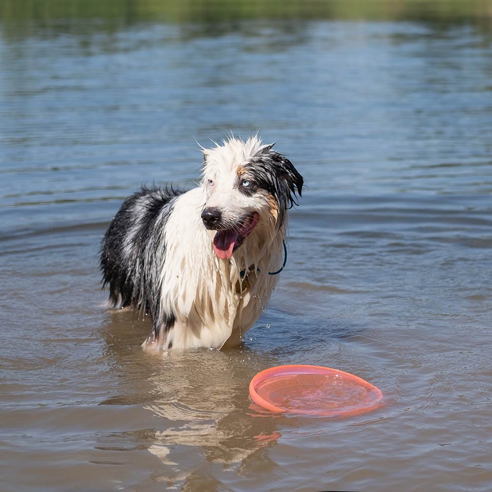 L’ipotiroidismo nei cani: sintomi, diagnosi e cura