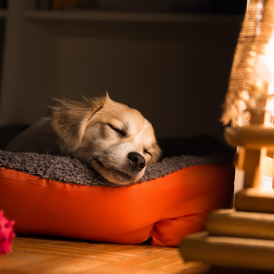 Alcune caratteristiche del sonno dei cani