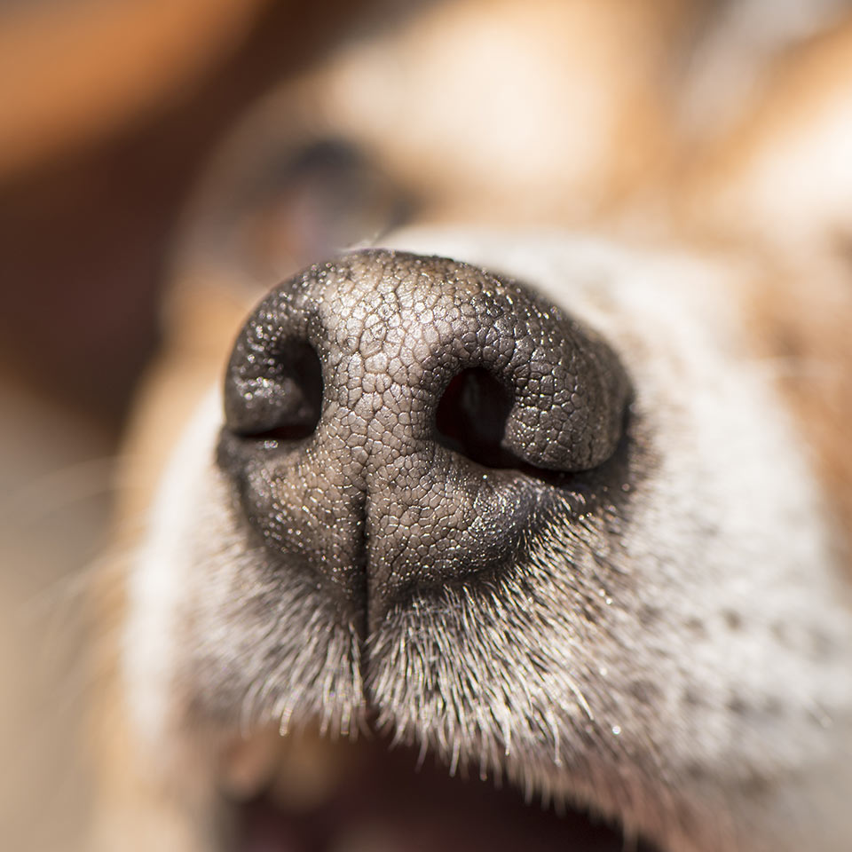 Il prodigioso olfatto dei cani: fatti e curiosità