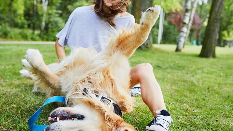 Il cane dominante è un falso mito o una realtà?