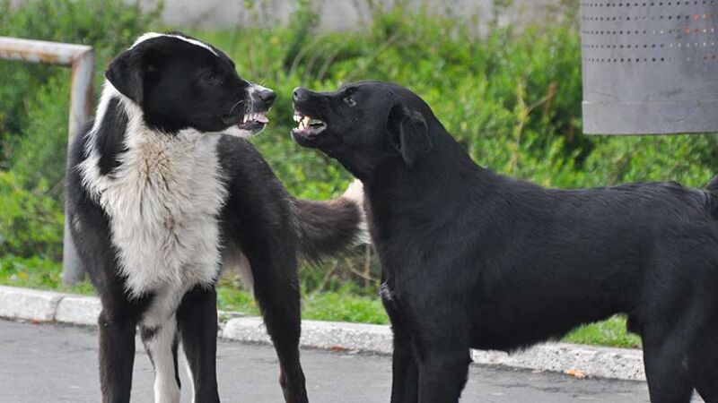 Come si possono gestire i litigi tra cani