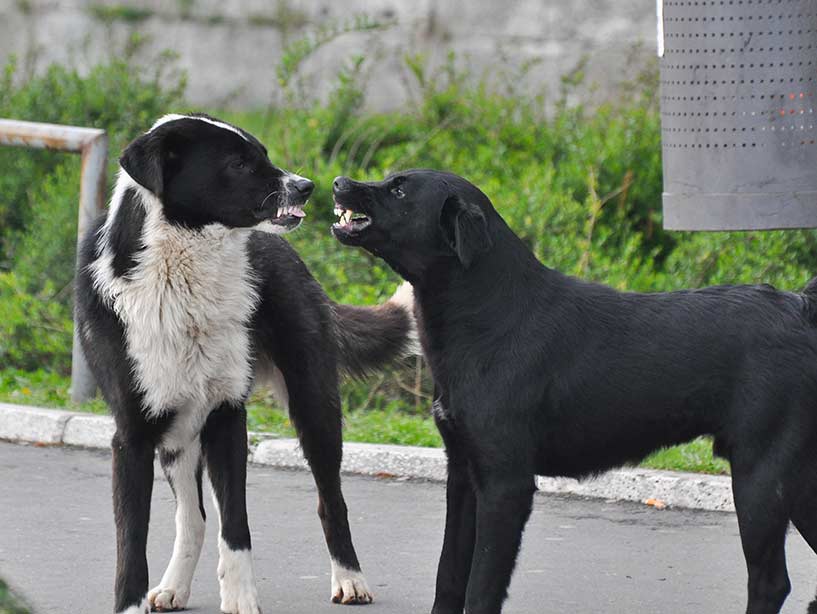 Come si possono gestire i litigi tra cani