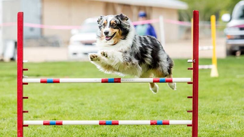 Attività con il cane per una vita ricca di soddisfazioni