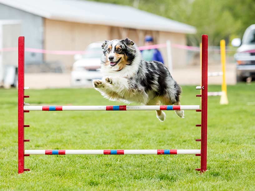 Attività con il cane per una vita ricca di soddisfazioni