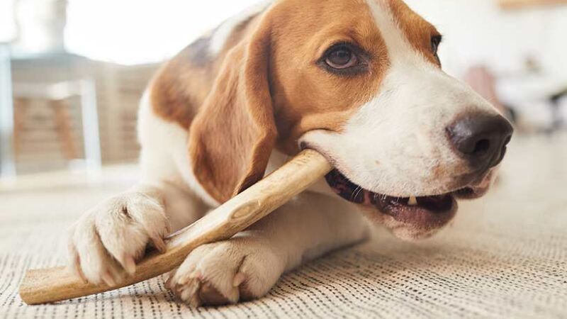 Il cane a casa da solo: il modo migliore per gestirlo