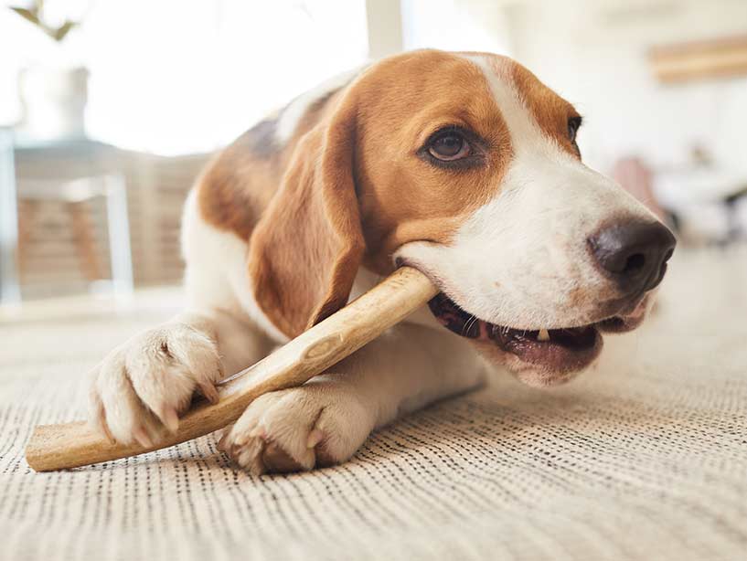 Il cane a casa da solo: il modo migliore per gestirlo