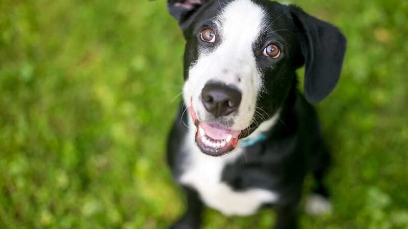 Cani e umani hanno in comune anche la teoria della mente