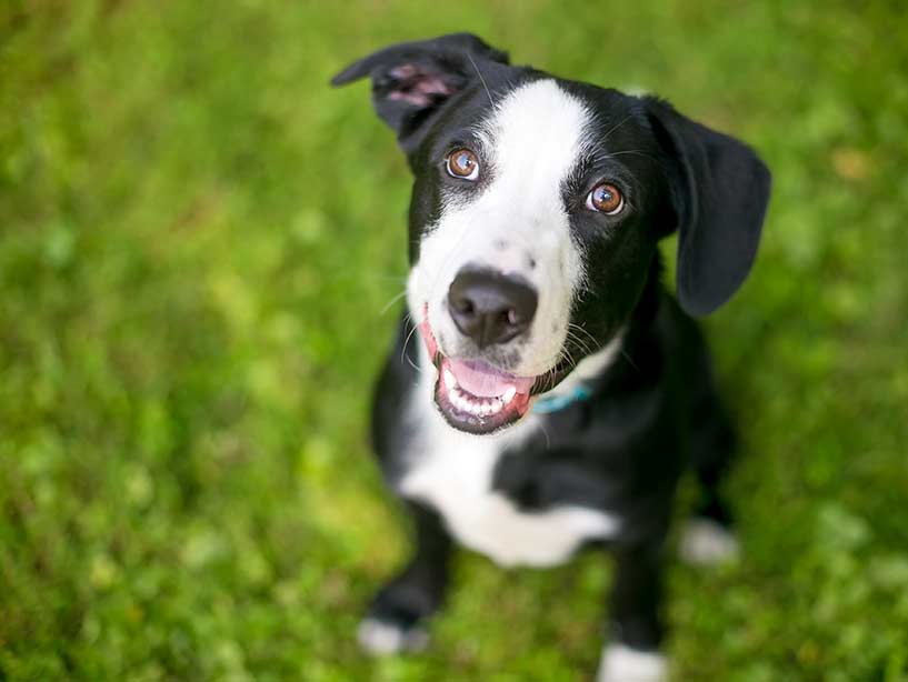 Cani e umani hanno in comune anche la teoria della mente