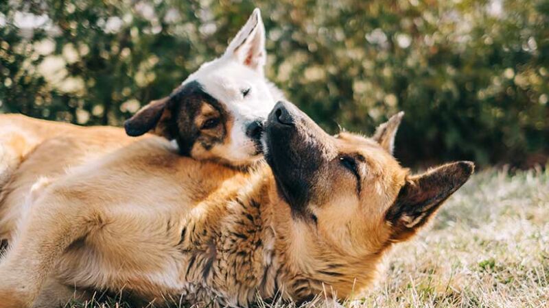 Capire come i cani comunicano con gli altri cani