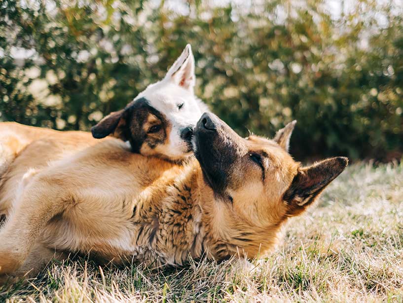 Capire come i cani comunicano con gli altri cani