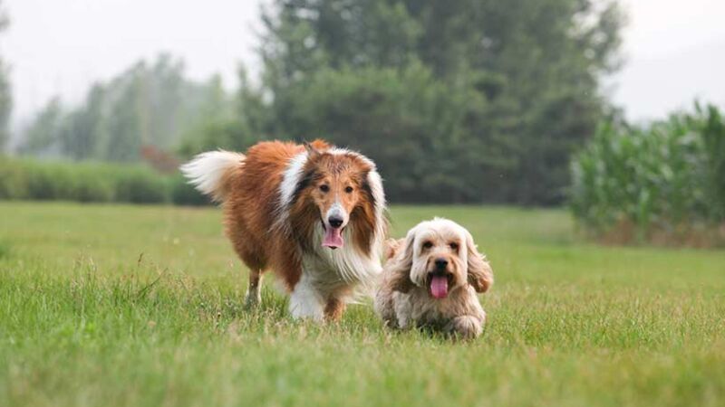 Alcune caratteristiche dei cani che sono poco conosciute