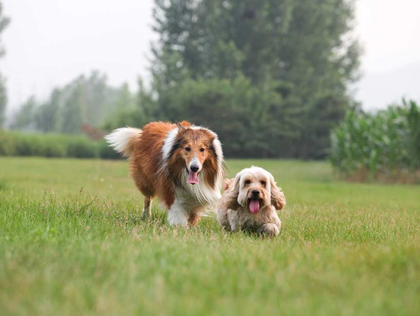 Alcune caratteristiche dei cani che sono poco conosciute