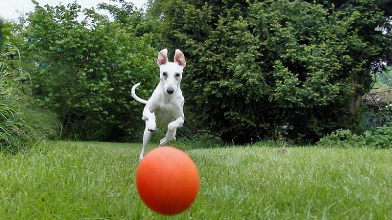 L’iperattività e lo stress nei cani