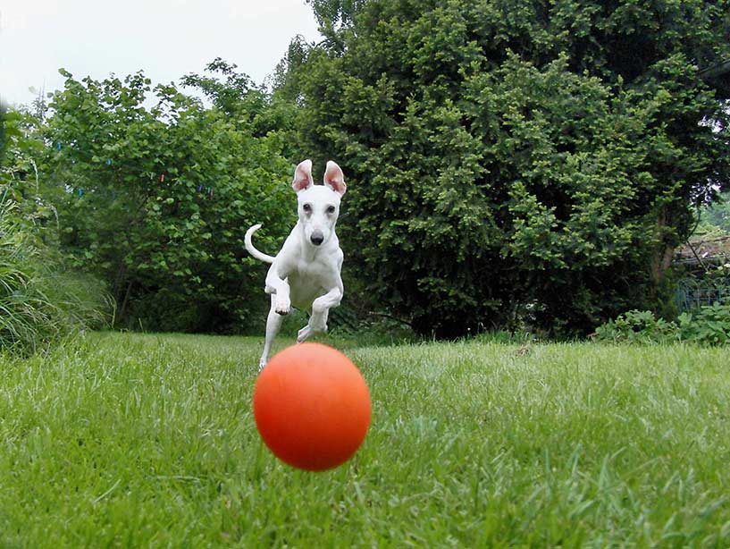 L’iperattività e lo stress nei cani