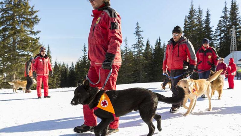 Il naso dei cani rileva anche fonti di calore