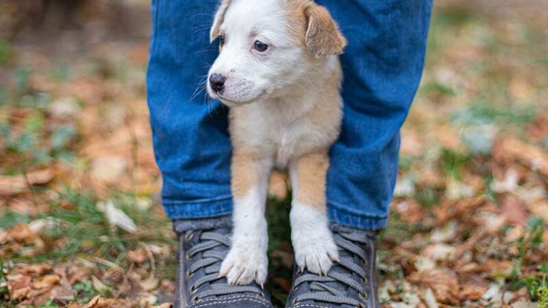 Cose utili, curiose e interessanti da sapere sui cani