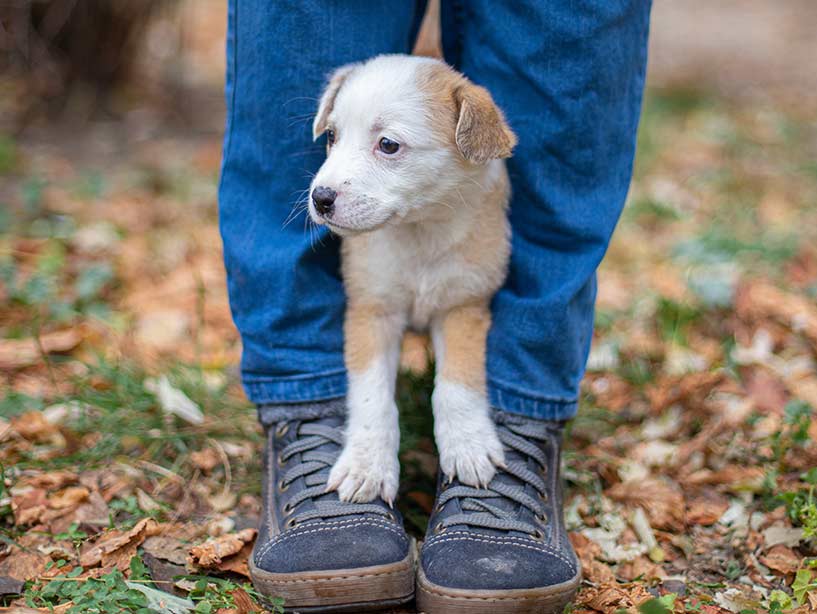 Cose utili, curiose e interessanti da sapere sui cani