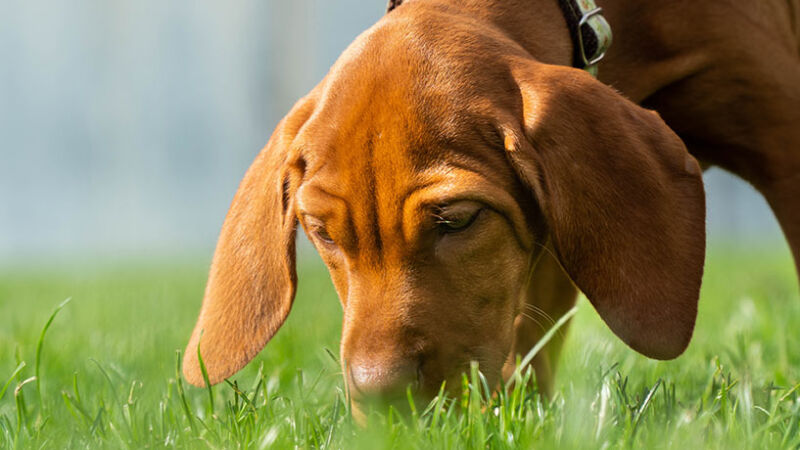 Lo straordinario olfatto dei cani: un vero prodigio sensoriale