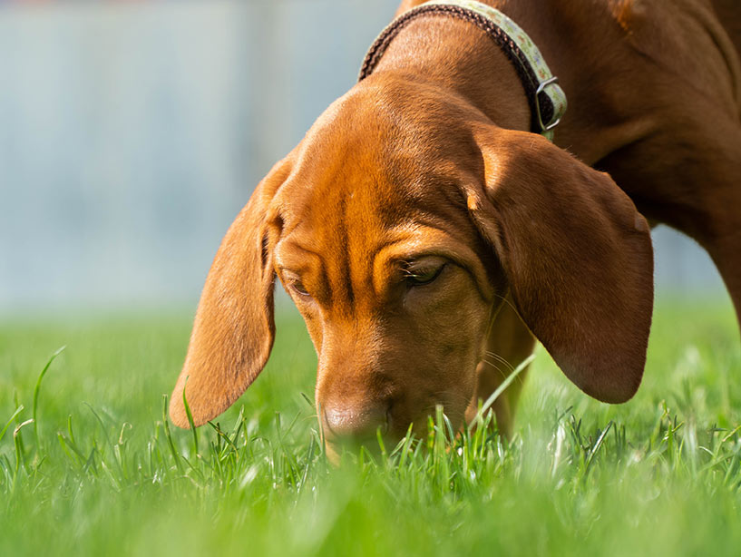 Lo straordinario olfatto dei cani: un vero prodigio sensoriale